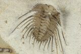 Spiny Trilobite (Kettneraspis) - Black Cat Mountain, Oklahoma #241414-5